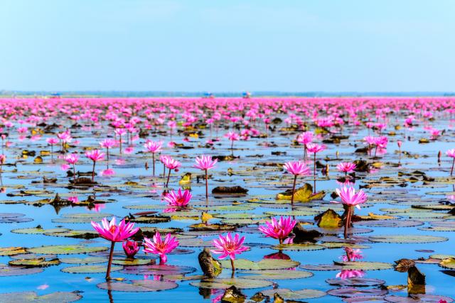 Nadrealni svet: Jezero crvenih lotosa koje oduzima dah
